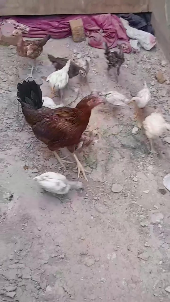 دجاجه و ١١ طير للبيع مكان كوفه


**إذا كنت صاحب هذا الإعلان وتريد حذفه لأي سبب، رجاءا أرسل رسالة إلى الدعم الفني**