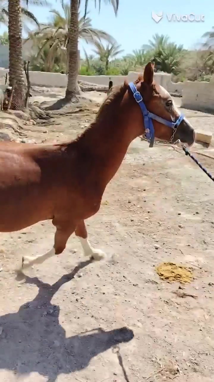 مهره اهوازيه بيه كتاب مكان ديالى مندلي ارتفاعه140
***********
***********رغم 36بي واتساب
