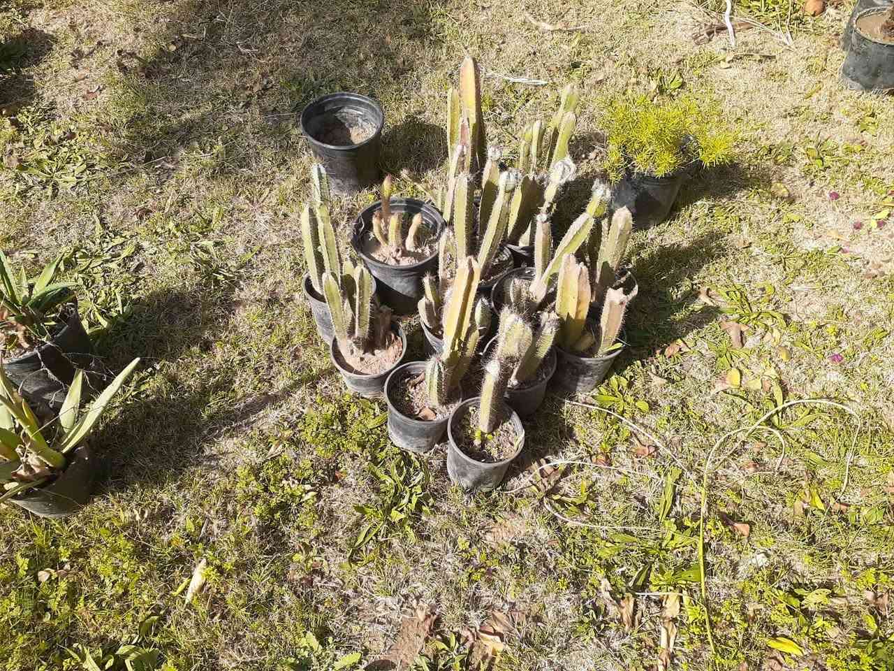 سلام عليكم شتلات البيع سبار واشنطن زيتون دفله ابيع لكل على 1٫500
لا تعامل وما ابيع مفرد 
الاتصال 📞***********
