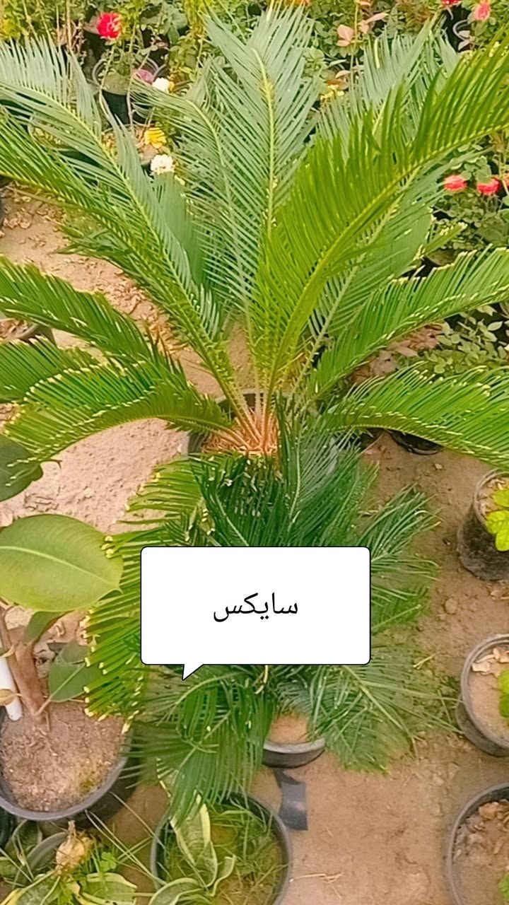مشتل الزهراء لكافة انواع الاشجار المثمره والزينه وثيل بابل المسيب طريق ابوالجاسم ***********
***********
