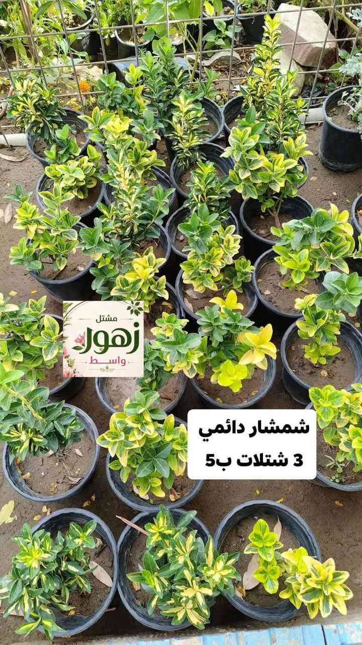 تخفيضات كل 3 شتلات بسعر 5,000  دينار فقط كل النباتات لمنشوره دائمي
يفتح المشتل طيله ايام الاسبوع من الساعه 8:00 صباحا والى الساعه 10:00 ليلآ
#مشتل_زهور_واسط العنوان كوت فلكه الحاوي شارع مجمع دمشق الطبي مقابل ابتدائية الكوت للتعليم الأساسي #يوجد_توصيل_داخل_الكوت
*********** لطلب والاستفسار واتساب  او مراسله الصفحه الشخصيه بلال الواسطي🌹😊
