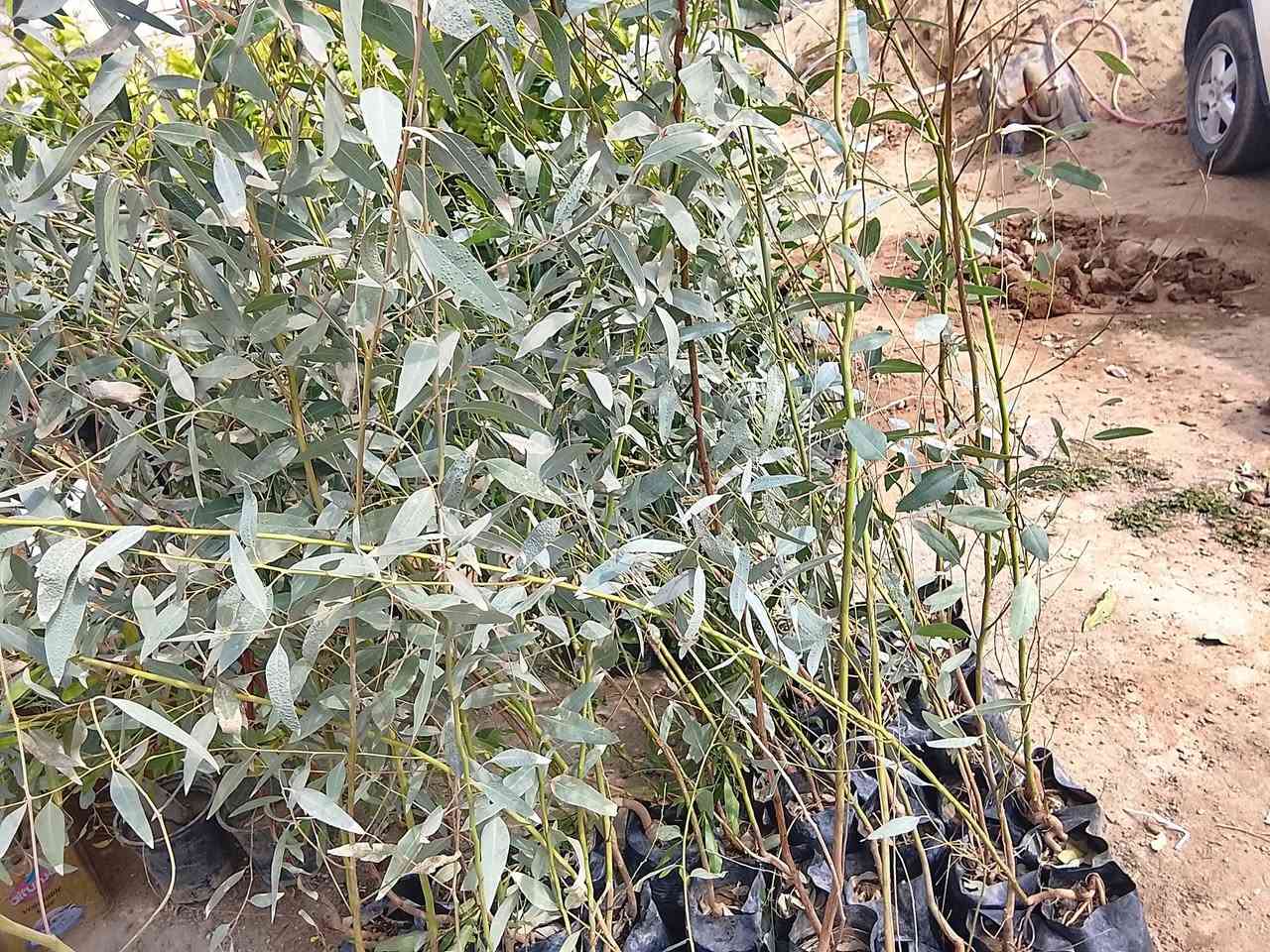 اسلام عليكم يوجد لدينه انواع النخيل والحمضيات والقلمطوز وانواع الورد والتين والعنب   حسب الطلب ا تصل وتدلل ،،***********
,***********
