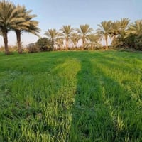 وبركاته شباب صلو على الحبيب محمد واله وصحبة وسلم ارض مساحة 7 دونم طابو...