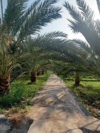 ٠٧٧٣٥٥٥٩٦٩٤ ٠٧٨١١٦٧٠٩٨٣ اتصل إذا شراي والسعر مناسب لك