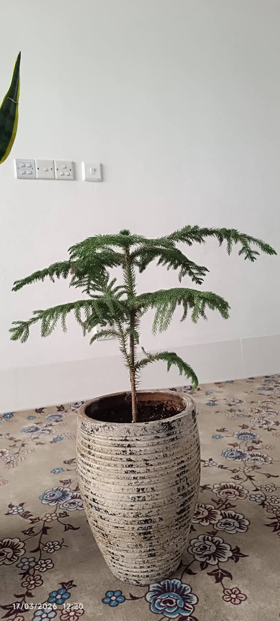 ئەم گوڵانەبۆ فرۆشتن هەموویان گەورەن وسعریان گونجاوە


**إذا كنت صاحب هذا الإعلان وتريد حذفه لأي سبب، رجاءا أرسل رسالة إلى الدعم الفني**