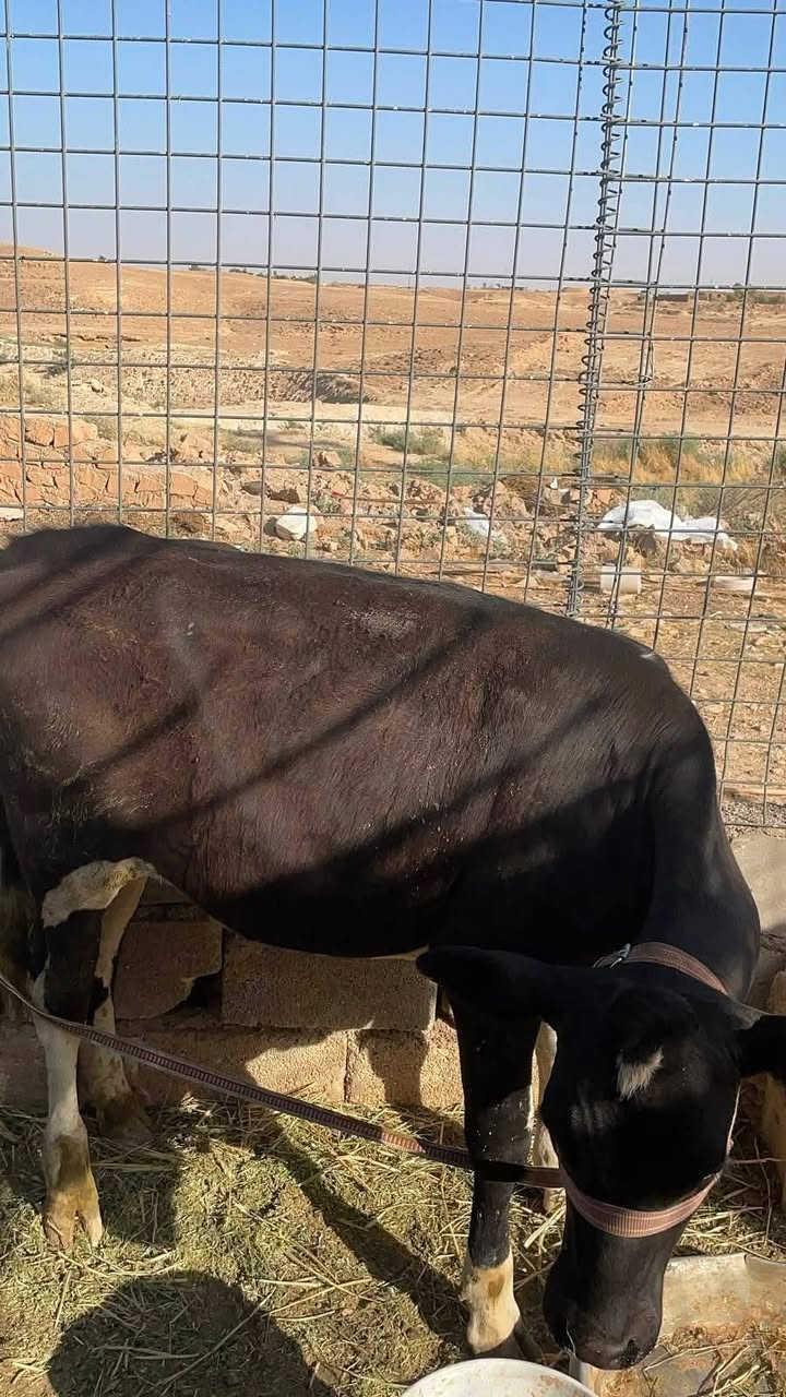 يوجد لدينا هوايش للبيع عدد اثنين *********** المكان عانه الانبار
