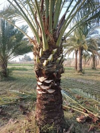 تكريب نخل وتنضيف ٠٧٥١٩٢٤٦٥٩٠