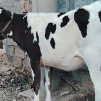 بچر هولشتاين • درجة اولى • الشرقاط الخضرانيه