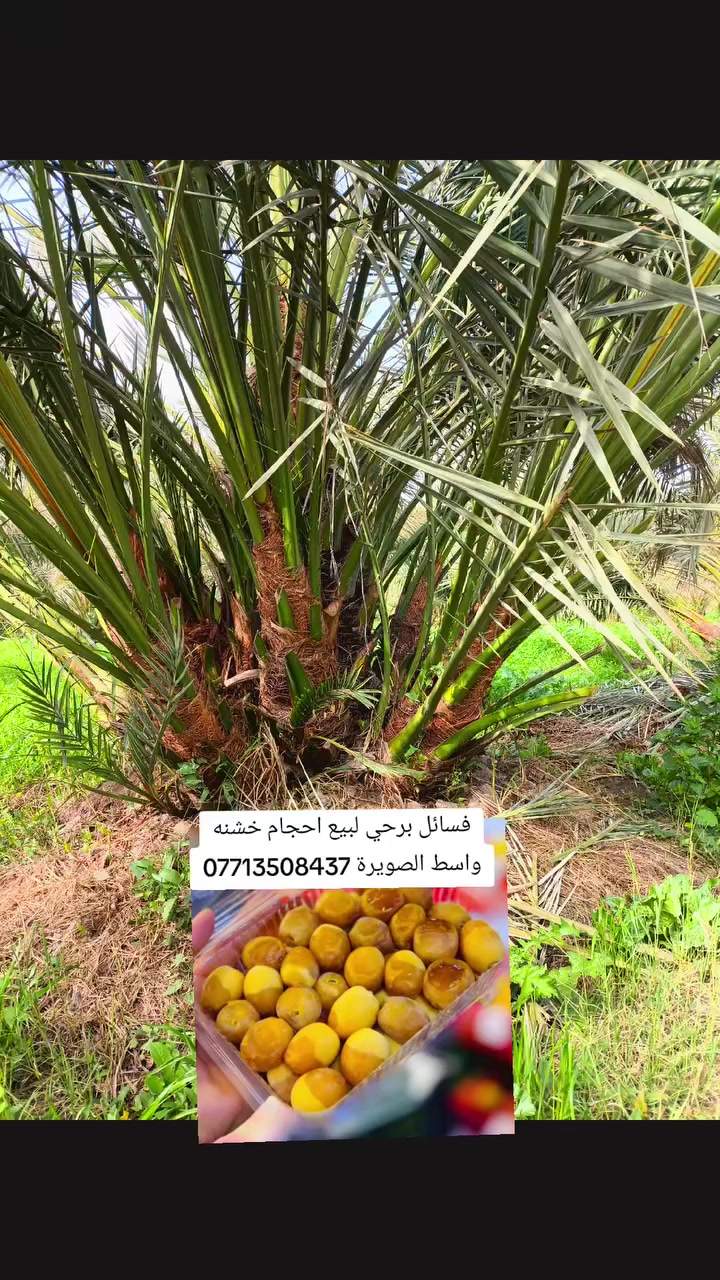 السلام عليكم فسائل برحي لبيع احجام خشنه عدد خير من الله الي راغب بالشراء عنواني واسط الصويرة الاتصال *********** متابعة للصفحه فضلا منكم اخوكم علي الشمري البيع النخيل
