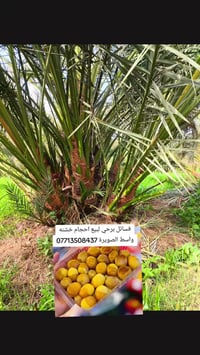 فسائل برحي • نخيل • واسط الصويرة