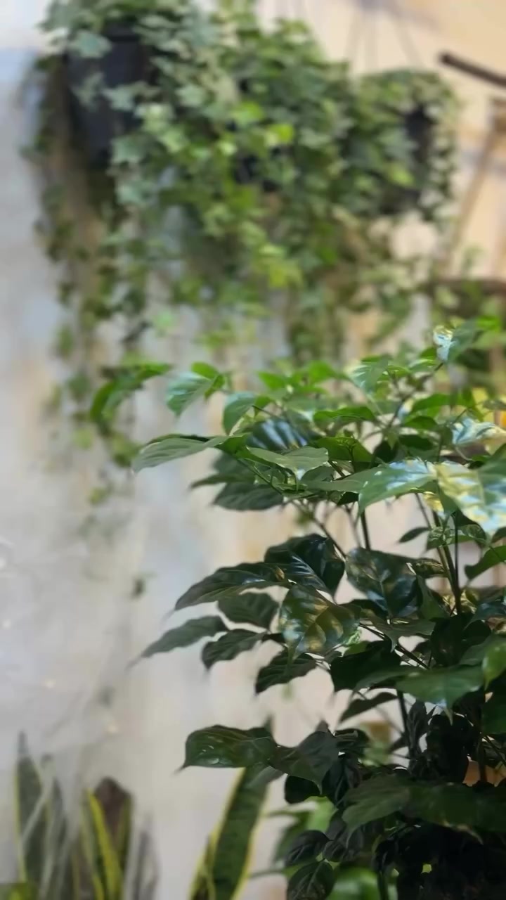 نبتة شجرة القهوة بسندان أبيض أنيق، بطول يقارب المترين… حضور يلفت النظر من أول لحظة 🌿☕

أوراقها خضراء داكنة ولامعة، مرتبة بطريقة تعكس فخامة وهدوء بنفس الوقت.
هي مو مجرد نبتة زينة… هي إحساس رايق بكل زاوية تنحط بيها 🤍

Coffea arabica من أجمل النباتات الداخلية، تحب الإضاءة الساطعة غير المباشرة، وتعطي لمسة طبيعية دافئة للمكان.

مثالية لغرفة الجلوس، المكاتب، وحتى الكافيهات…
وجودها يقول ذوق راقي بدون كلام ✨


**إذا كنت صاحب هذا الإعلان وتريد حذفه لأي سبب، رجاءا أرسل رسالة إلى الدعم الفني**