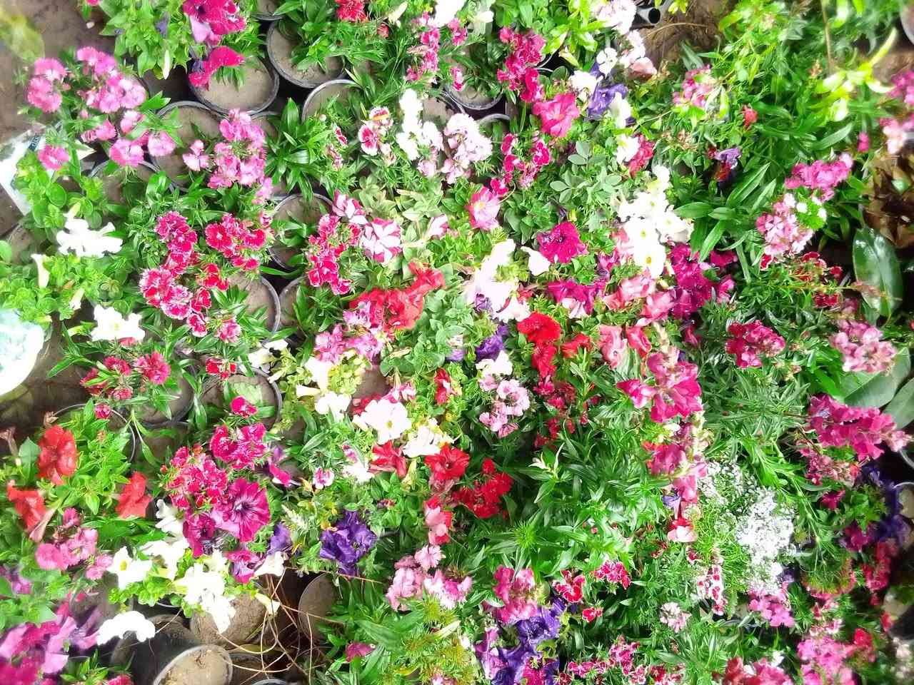 شتلات ورد قرنفل وحنك السبع وبتونيا سعر السندانه الف دينار العنوان القلعه الفرع الاول  مقابل البستان


**إذا كنت صاحب هذا الإعلان وتريد حذفه لأي سبب، رجاءا أرسل رسالة إلى الدعم الفني**