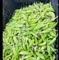 باميه • لگاط اليووم