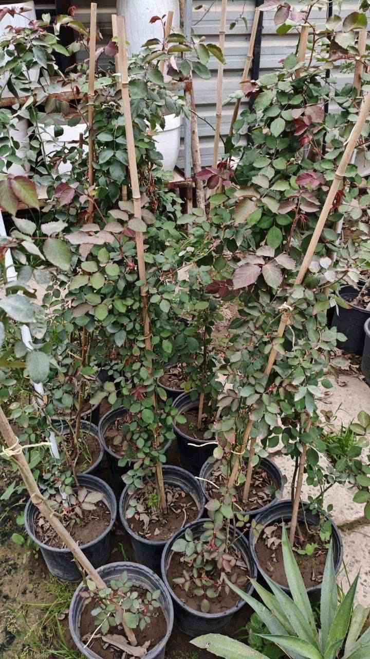 مشتل نباتات نادرة 🌿🌿
توفرت شتلات الجوري المتسلق المعطر (محمدي) 🌷

📏 الارتفاع: متر وأكثر
💰 السعر: 15 ألف
🚚 التوصيل: متوفر لبغداد والمحافظات

🌱 المواصفات:
ورد جوري متسلق واسمه العلمي Rosa Damascena 🌷

🌹 اللون: أحمر
يتميز بأزهاره الجميلة وعطره قوي جداً ومميز غير عن باقي الأنواع 🌿
يُستخرج منه زيت الورد المستخدم في أفخم العطور 🌷
يزهر في الربيع والخريف ويعطي شكل جذاب جداً للحديقة 🌿

🔥 التحمل:
نبات عراقي متحمل للحرارة ومجرب بأجواء العراق القاسية 🌞
مو مثل المستورد الإيراني — هذا يتحمل وما يموت بالحر 🌿

🌿 الفوائد:
يعطي منظر راقي للحدائق 🌷
مناسب للتسلق على الجدران والأسوار 🌿

أزهاره تبقى فترة طويلة بعد القطف 🌷
رائحته قوية وفواحة تعطر المكان بالكامل 🌿

📞 للحجز والاستفسار: ***********
🌿 مشتل نباتات نادرة — نوفر لكم الأفضل دائماً
