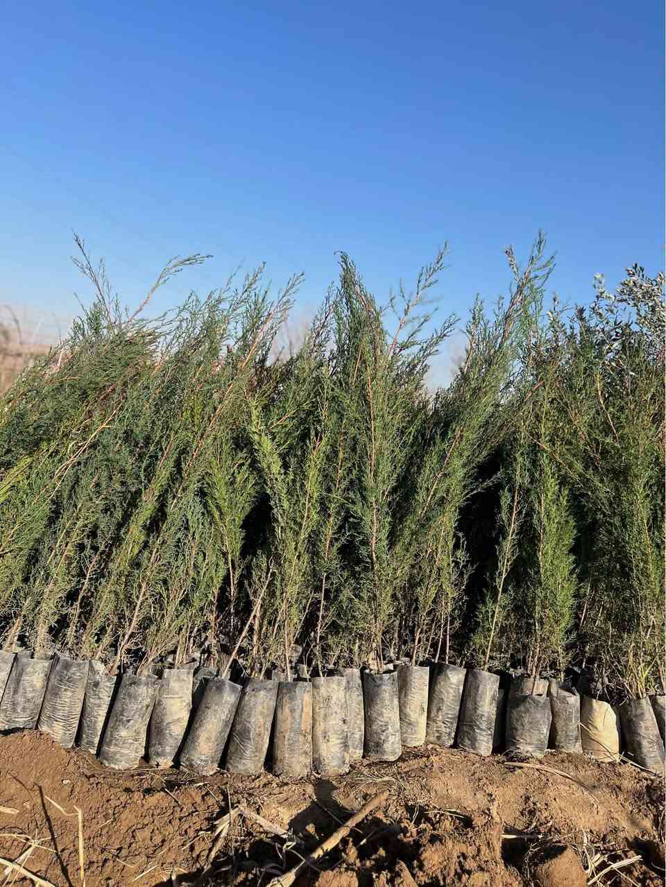 ‎سەرو(سنەوبەر)ی عامودی
‎‏‎نەمامەکان لەکیس دان ئەتوانیت ئیستا بیانچینیت 
‎نەمامی ۸٠ سانتیم تا مەتر و سی سانتیم نرخی ۲ هەزار
‎لە ۷٠سانتیم بچوکتر 
‎نرخی ۱٥٠٠

‎گەیاندن ھەیە بۆ ھەمو کوردستان📦🚕
  
‎گەر نەمامە کان ھەمان وەسف نەبون ئەتوانیت پێش ئەوەی 
‎وەری بگریت بیگەرینیتەوە 
   ***********
   ***********
‎📌 ناونيشانی نەمامگە 
‎ رانيە—گوندی كانيماران رانية, السليمانية
