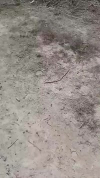 ١٠٠٠م • إلا نتصار • طابو سند ٢٥