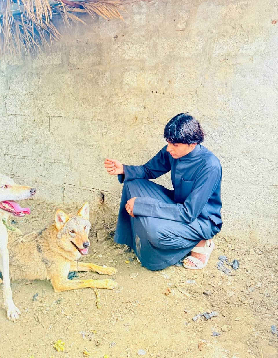 سلام عليكم شباب ذيبه للبيع
***********
