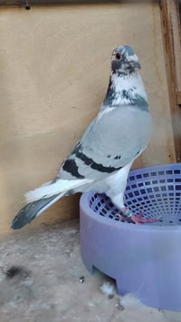 متاح تك فحل محلق2025 وحلقة برايگن طير خشن مكاني بغداد الأمين الثانية 0...