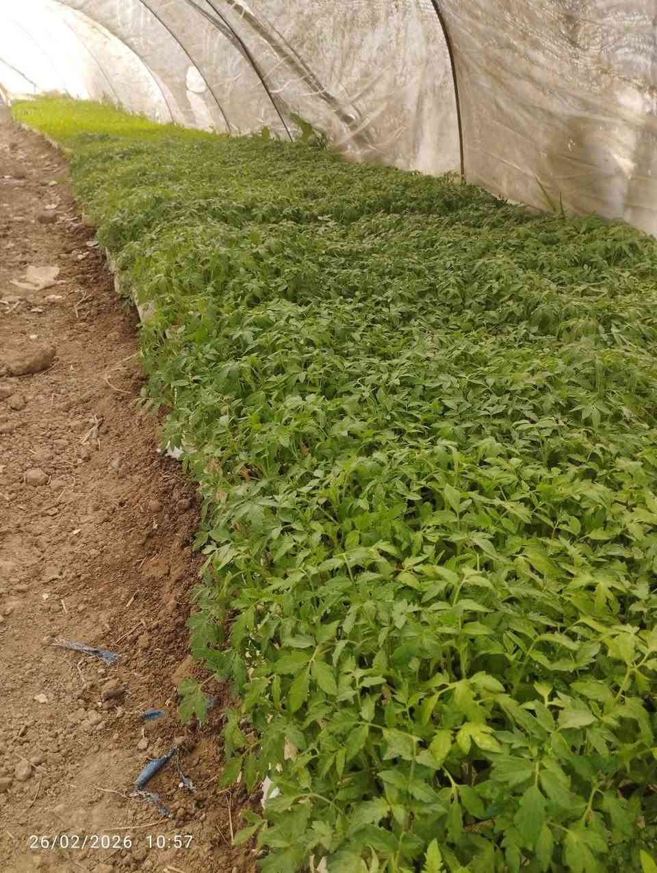 يوجد لدينا كافة انواع الدايات بذور متعهد  الاستفسار لاتصال على الىرقم ***********
***********
