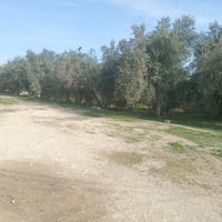 للبيع اراضي مع بيت تقريبا نصف دونم سعرها سعر خاص   رقم تلفون0751860516...