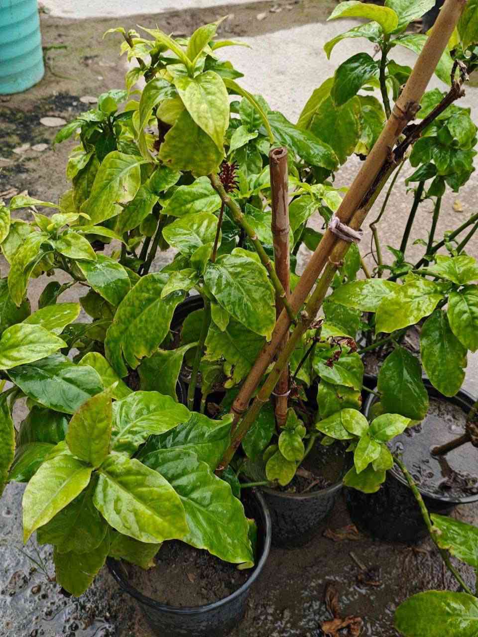 مشتل نباتات نادرة 🌿
توفرت شتلات Strictum Odontonema (الشجره الناريه)

💰 السعر: 8,000 دينار
📏 الارتفاع: 70 سم وأقل تقريباً.
🚚 التوصيل: متوفر توصيل إلى جميع المحافظات.
🌿 المواصفات:
نبات زينة مميز بأزهاره الحمراء الطويلة التي تظهر على شكل سنابل جميلة.
أوراقه خضراء لامعة تعطي شكل استوائي جذاب في الحدائق.
نبات سريع النمو ويعطي منظر كثيف وأنيق عند زراعته في الأرض أو الأصص.
يزهر غالباً من أواخر الصيف إلى الشتاء بأزهار أنبوبية حمراء ملفتة للنظر. �

☀️ التحمل:
يتحمل حرارة أجواء العراق بشكل جيد.
ينجح في الشمس الجزئية أو الظل الخفيف.
يتحمل الجفاف نسبياً بعد أن يتقوى في التربة. �

✨ الفوائد:
يعطي منظر مميز جداً في الحدائق والممرات.
يجذب الفراشات والطيور بسبب أزهاره الغنية بالرحيق. �

مناسب للحدائق المنزلية والزراعة في الأصص الكبيرة.
📞 للطلب والاستفسار:
***********
🌱 مشتل نباتات نادرة – نوفر لكم نباتات مميزة تضيف جمالاً لحدائقكم.

#للجميع #متابعين #شجره_مقاومه #متحمله #جفاف #احمر #تزهير #جميل #جيد #سياج_حدائق #محبه #جميله_العنايه #منتضر #مشتل #مشتل_نباتات_نارده #نباتات
