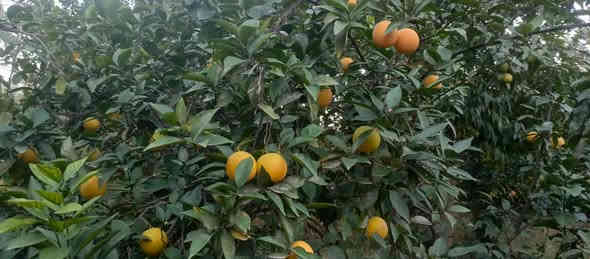 بستان 1500 متر للبيع طابو زراعي سند 25 تحويل مباشر بسم المشتري العنوان بغداد ناحية الراشديه منطقة المراسمه تتوفر جميع الخدمات للاستفسار الاتصال على الرقم *********** مكتب العبيدي للعقار
