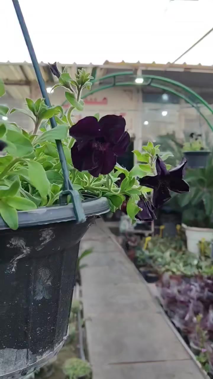 نوادر مشتل خلدون الخفاجي 🔥🔥🔥 
العنوان: حلة حي الصحة شارع كورنيش
للتواصل ضرغام : ‏‪0782 884 2289‬‏
علي خلدون: ***********
https://maps.app.goo.gl/MrkK44hPhZ3qJYfC9
