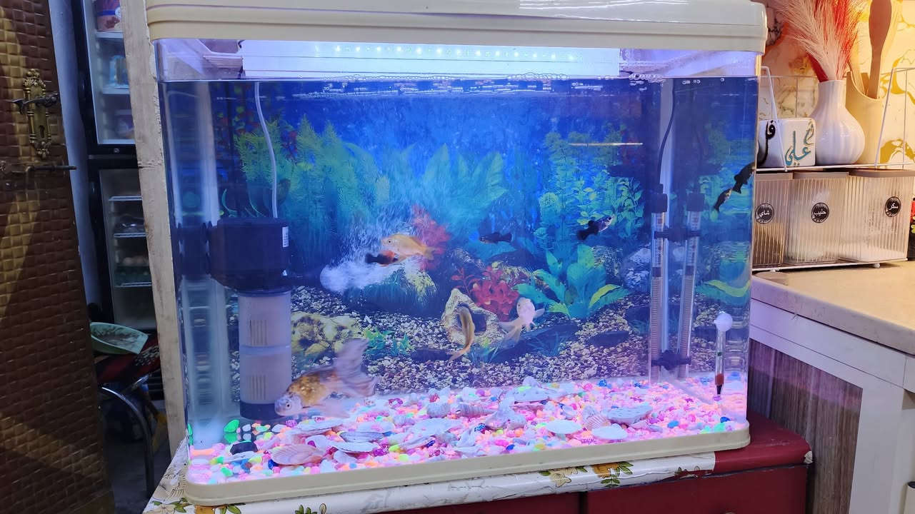 حوض سمك 60 ×80 كامل مابيه أي نقص سعر 100 وبيه مجال بسيط مكاني البصره حيانيه ***********
