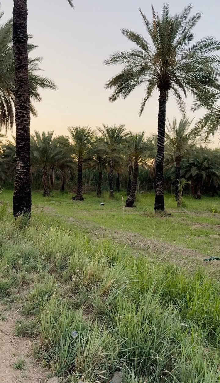 السلام عليكم دونم طابو سند 25
للبيع العنوان المدائن منطقة الجعارة يبعد 100 متر عن سدة الجعارة وجه الدونم 50 نزال 50 الاستفسار ***********
