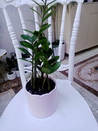 زرع طبيعي • زرع مائي • سندانة