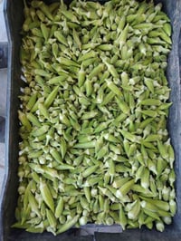 بانيا • السماوة • ناعمه