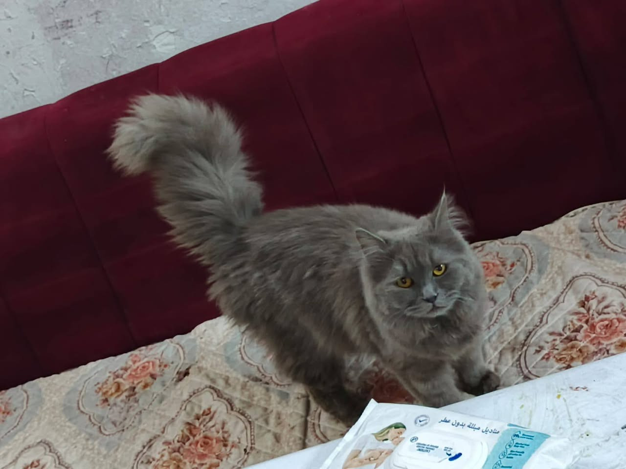 اغراض مال بيت كلمن وسعره المكان حي الجهاد الرفاق بغداد ***********7
