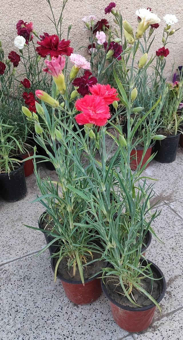 قرنفل قطمر عراقي عطري دائمي
مناسب للقطف و الباقات الصغيرة
يزهر خلال الشتاء و يزداد التزهير في الربيع و يتوقف في باقي السنة
في الصيف يوضع في شمس الصباح الباكر فقط
يفضل نقله لسندان اكبر 
سعر السندان ٢٠٠٠ دينار 
توصيل فقط لاغلب احياء الموصل 
للطلب يرجى مراسلة الصفحة


**إذا كنت صاحب هذا الإعلان وتريد حذفه لأي سبب، رجاءا أرسل رسالة إلى الدعم الفني**