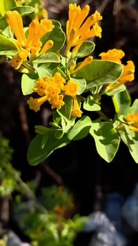 نبات متسلق مسك الليل  او ملكة النهار الاصفر   شجره مستديمة الخضره يبلغ...