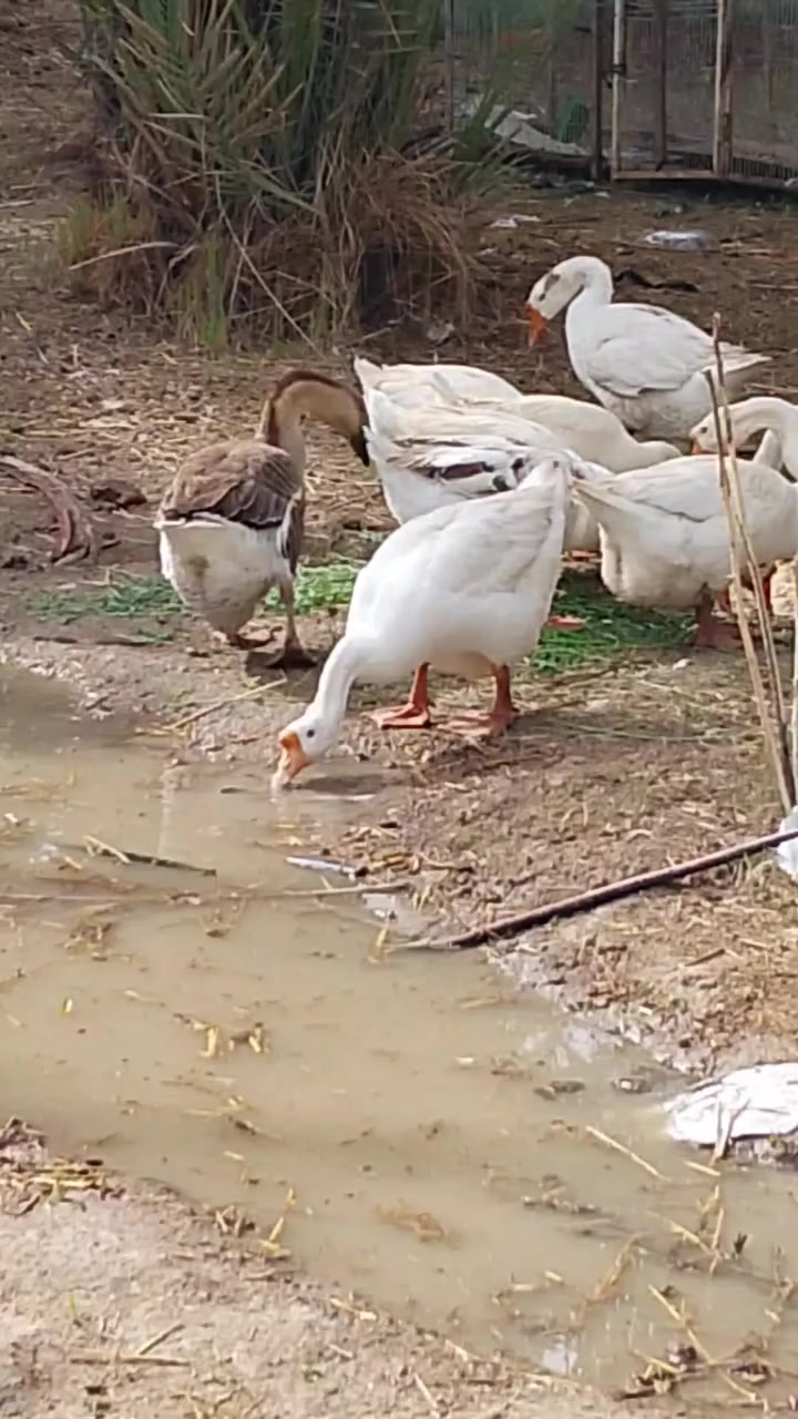 متاح بيض فسيفس عدد 10 وبيض بط كوبرا عدد 6 من هذا الحلال سعر البيضه الف مده الخزن يومين مكان كربلاء طويريج شراي يتصل ***********
