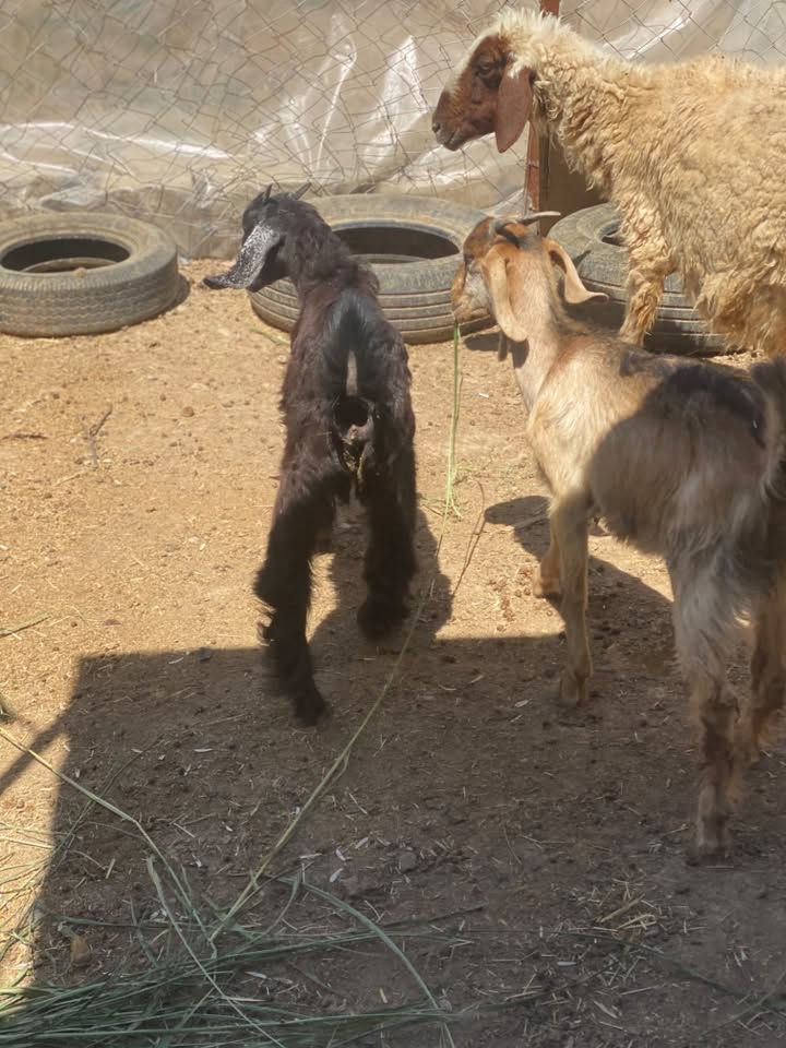 يا الله للبيع فطايم 2 مال رباط أو نعجة عليهة عشار شهرين ونص او اصخول جذاع 2 نثاية سعر خاص او رقم *********** مكان ديالى تقاطع الوجيهية

