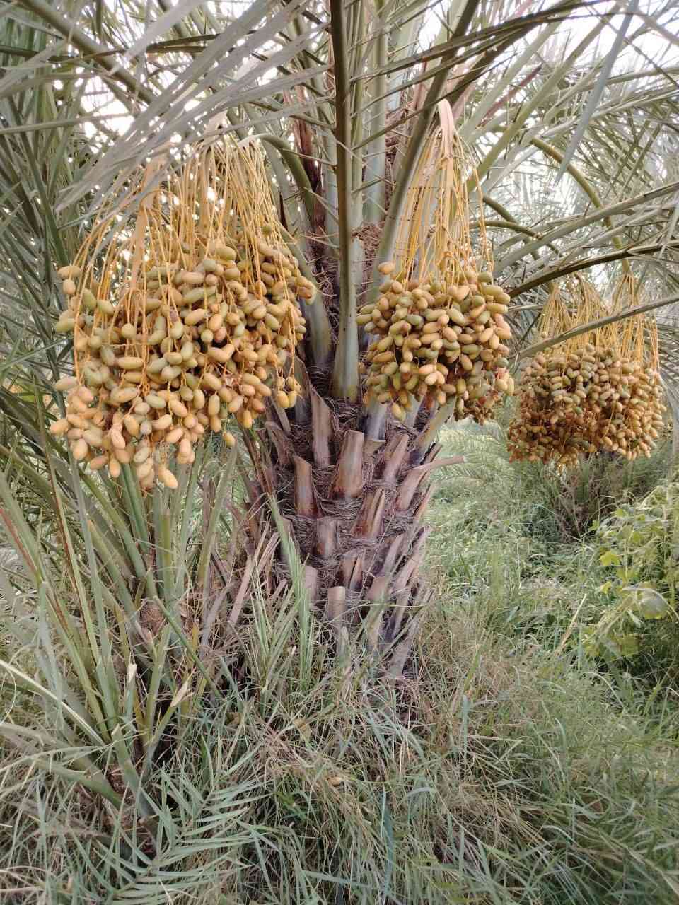 السلام عليكم.            يوجد لدينا فسائل نخيل أستعمران درجة أولئ للبيع السعر مناسب جداً  المكان ميسان قضاء قلعة صالح للاستفسار الإتصال على الرقم *********** يوجد واتساب
