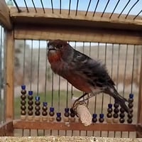 مآشُآءآلُلُہ تبآرٍگ آلُلُہ #كناري اسود اونيكس موزائيك احمر تغریده فول ...