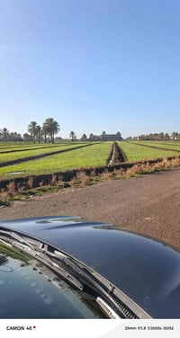 دونمين • الشيخ عامر • طابو زراعي