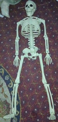 هيكل عضمي • بلاستك • ٨٥سم