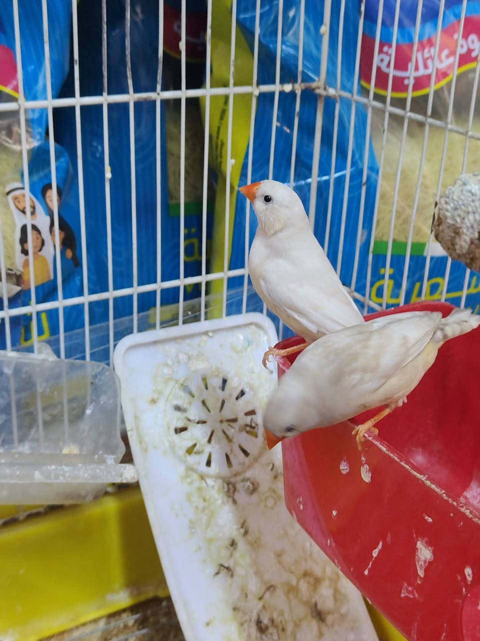 وامتاح 4 زواج فناجس ايزابيل دبدوب زوجين جواهم افراخ زوج تك واحد وزوج ثنين  كل زوج جان جو 3 و4 بس من الحر ماتو    سعر زوج قفل 15    هما والقفص  80لحد يكلي زوج 4 بل سوك خلي يروح يشتري  هذني مو عاديات هذني ايزابيل دبدوب


**إذا كنت صاحب هذا الإعلان وتريد حذفه لأي سبب، رجاءا أرسل رسالة إلى الدعم الفني**