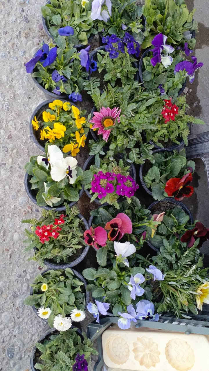 وصلت مجموعة نباتات طبيعية لبلاب تعليگ أو عمودي ورد موسمي عصا موسى العنوان شارع عرق النسا مقابل علوة نافع لبيع الفواكه والخضراوات الليث للتحفيات والزهور الصناعية


**إذا كنت صاحب هذا الإعلان وتريد حذفه لأي سبب، رجاءا أرسل رسالة إلى الدعم الفني**