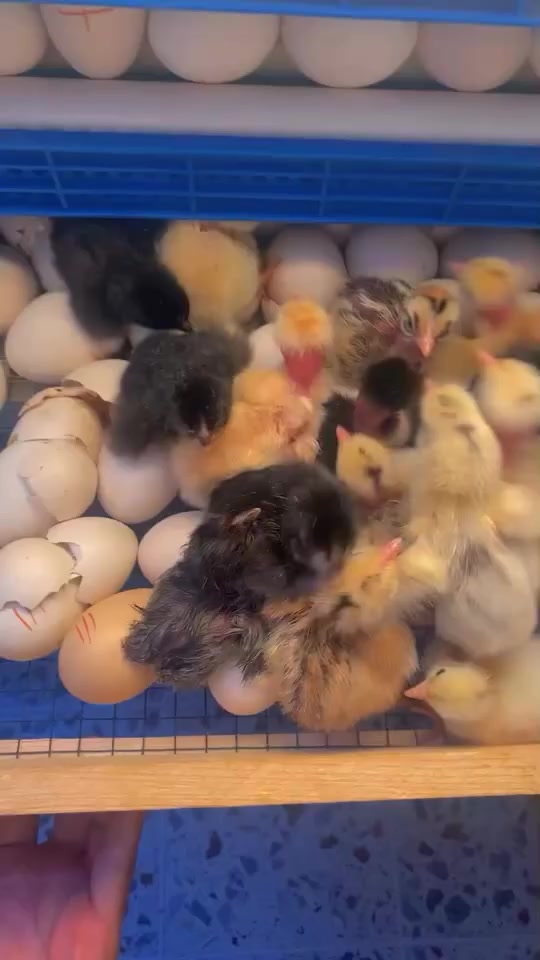 فقاسة تقليب اوتماتيك المنيوم 130 بيضة مجهزة بأجهزة قويه نسبة التفريخ 99‎%‎ صنع محلي وخير من الله السعر 200 قفل مكان حي الفارس . 

قفل 200 🔒بدون عملة


**إذا كنت صاحب هذا الإعلان وتريد حذفه لأي سبب، رجاءا أرسل رسالة إلى الدعم الفني**