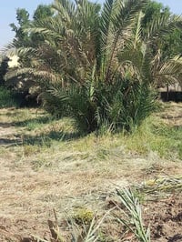 يوجد لادينه فسال نخيل خضراوي مندلي وزاهدي بس فلوس الشلع   ٥  الف  هاذا...