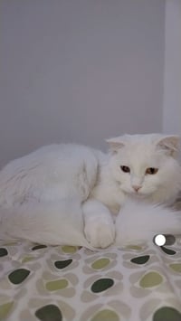 هيه وملحقاته كامله وملقحه مالبيت اليريده يخابر07726107920 التبني