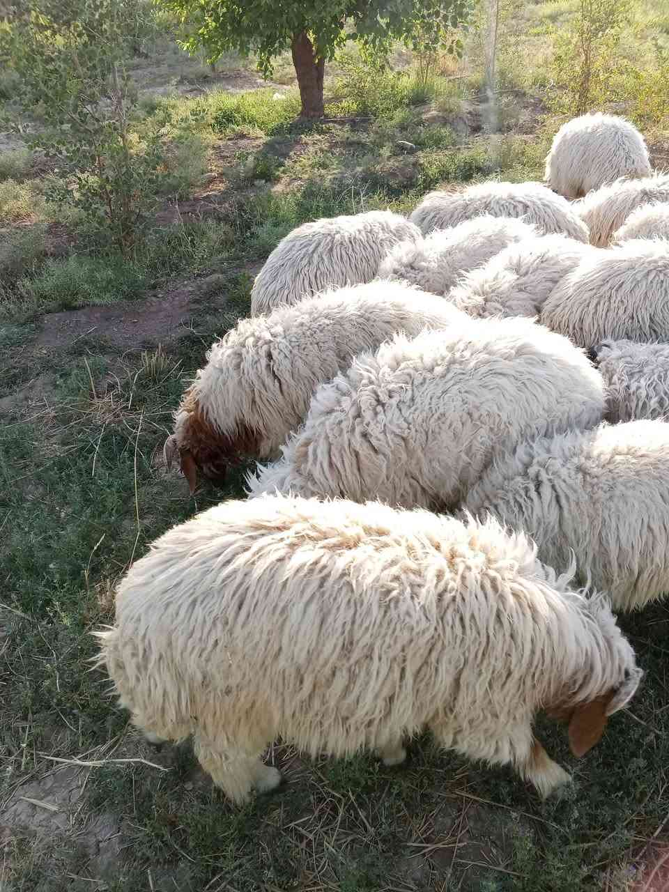 السلام عليكم حياكم الله أخوان
اذكرو الله وصلو على محمد  

طليان خير من الله شرط الصحاوه والسمن  تريد ذبح  تريد جني  بيهن بهايم   مراح واحد  الصور امامكم ....

المكان بابل/القاسم 

المشتري يتصل ***********  ويدلل حياكم الله.
