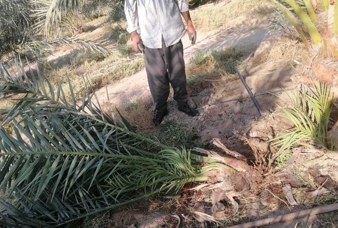 فسائل برحي للبيع من جوه امهن سعر الفسيل ١٣٠ معه القلع والتوصيل رقم *********** يوجد خدمه توصيل وشتل داخل البصره وايضا توصيل لجميع المحافضات
