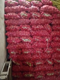 يوجد بذور بتيته خير من الله نوع رزونه سعر الطن ٥٠٠ وبيه مجال 078188242...