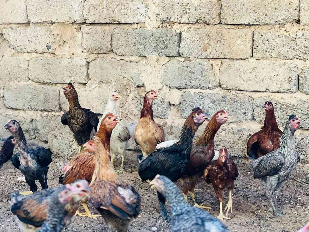 السلام عليكم يوجد دجاج عرب فراريج حصرا يعني ديوكه ماعندي فراريج سعر الزوج 19 البيع شلع 15 زوج يعني 30 وحده مكاني الحجاج ***********
