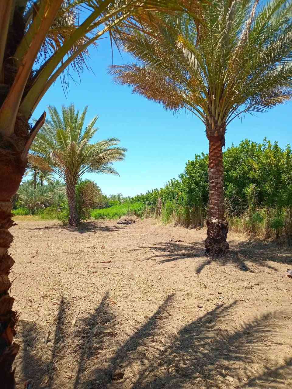 1325 متر طابو نموذج السند 25 تحويل اسهم وجه 60 × 22 مشجره نخيل خدمات 
كامله كهرباء خطين ذهبي ماء اساله موقع جيد تبليط مسافه قريبه ترهم دار للأستراحة 
***********
***********
